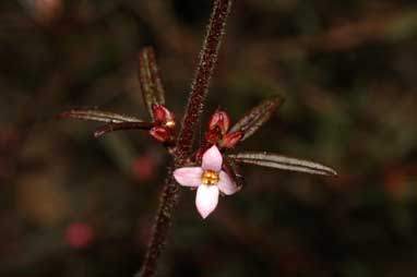 APII jpeg image of Zieria pilosa  © contact APII