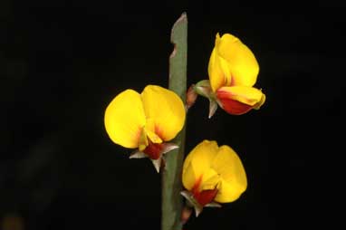 APII jpeg image of Bossiaea grayi  © contact APII