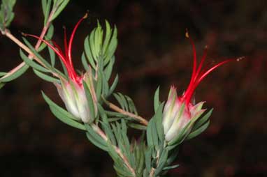 APII jpeg image of Darwinia taxifolia subsp. macrolaena  © contact APII