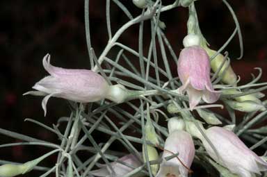 APII jpeg image of Eremophila dalyana  © contact APII