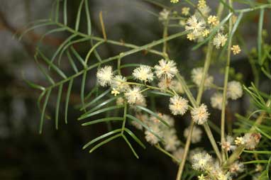 APII jpeg image of Acacia muelleriana  © contact APII