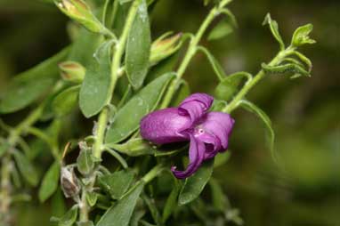 APII jpeg image of Eremophila 'Nullarbor Nymph'  © contact APII