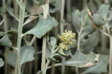 APII jpeg image of Atriplex nummularia subsp. spathulata  © contact APII