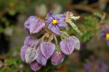 APII jpeg image of Keraudrenia hermanniifolia  © contact APII