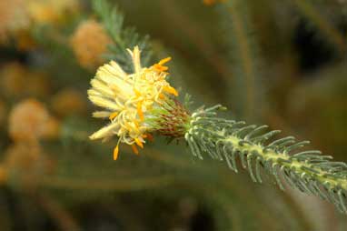 APII jpeg image of Petrophile ericifolia subsp. ericifolia  © contact APII