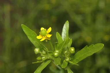 APII jpeg image of Ranunculus sceleratus  © contact APII