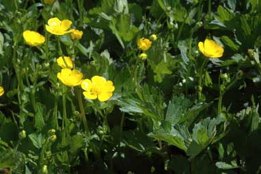 APII jpeg image of Ranunculus repens  © contact APII