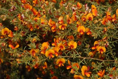 APII jpeg image of Pultenaea setulosa  © contact APII