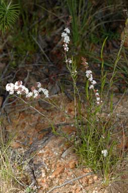 APII jpeg image of Leucopogon virgatus  © contact APII