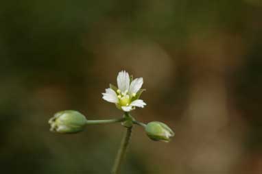 APII jpeg image of Holosteum umbellatum  © contact APII