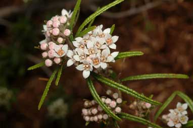 APII jpeg image of Zieria tuberculata  © contact APII