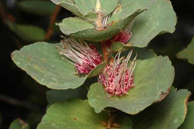 APII jpeg image of Hakea cucullata  © contact APII