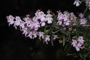 APII jpeg image of Prostanthera 'Oakdene Mauve'  © contact APII