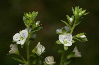 APII jpeg image of Veronica serpyllifolia  © contact APII