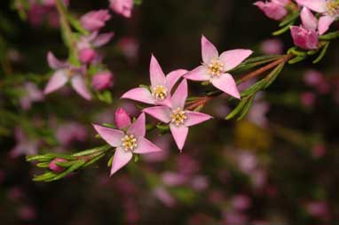 APII jpeg image of Boronia deanei subsp. acutifolia  © contact APII