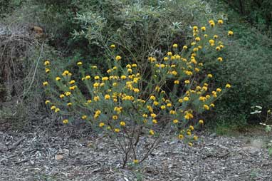 APII jpeg image of Pultenaea stipularis  © contact APII