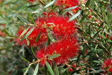 APII jpeg image of Callistemon 'Kings Park Special'  © contact APII