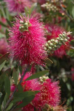 APII jpeg image of Callistemon 'Violaceus'  © contact APII