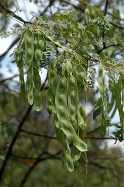 APII jpeg image of Acacia spectabilis  © contact APII