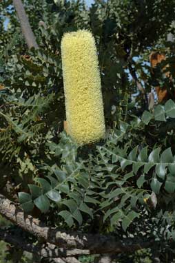 APII jpeg image of Banksia grandis  © contact APII