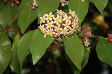 APII jpeg image of Phaleria chermsideana  © contact APII