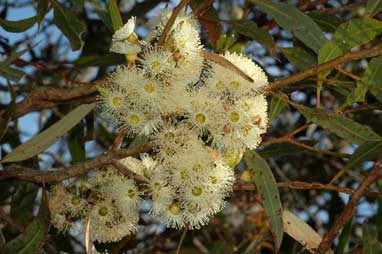 APII jpeg image of Eucalyptus indurata  © contact APII