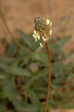 APII jpeg image of Plantago lanceolata  © contact APII