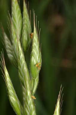 APII jpeg image of Bromus catharticus  © contact APII