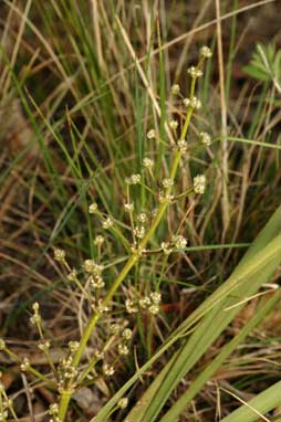 APII jpeg image of Lomandra multiflora subsp. multiflora  © contact APII