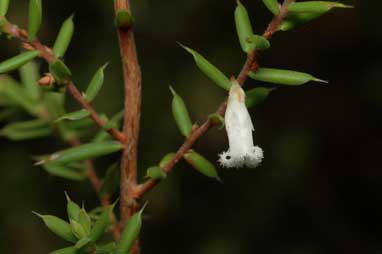 APII jpeg image of Leucopogon fletcheri subsp. brevisepalus  © contact APII