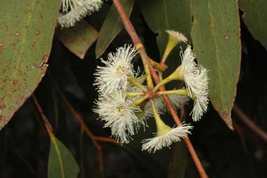 APII jpeg image of Eucalyptus dives  © contact APII