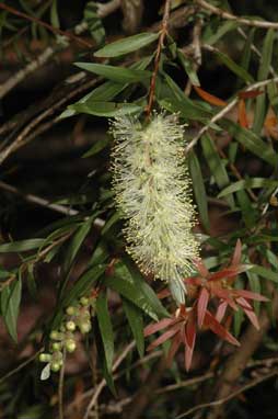 APII jpeg image of Callistemon shiressii  © contact APII