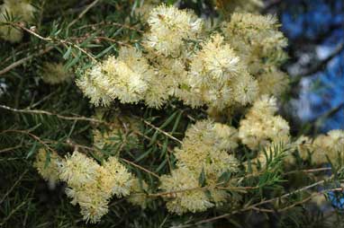 APII jpeg image of Melaleuca leiocarpa  © contact APII