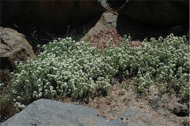 APII jpeg image of Pimelea humilis  © contact APII