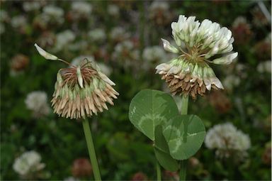 APII jpeg image of Trifolium repens  © contact APII