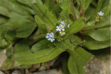 APII jpeg image of Myosotis laxa subsp. caespitosa  © contact APII