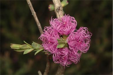 APII jpeg image of Melaleuca thymifolia  © contact APII