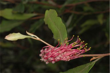 APII jpeg image of Grevillea macleayana  © contact APII