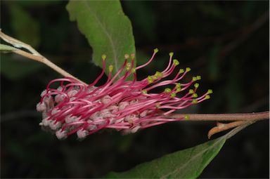 APII jpeg image of Grevillea macleayana  © contact APII