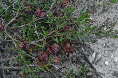 APII jpeg image of Dodonaea camfieldii  © contact APII