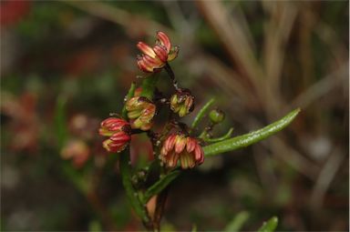 APII jpeg image of Dodonaea camfieldii  © contact APII