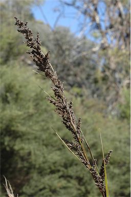 APII jpeg image of Gahnia melanocarpa  © contact APII