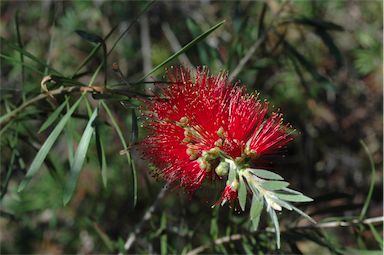 APII jpeg image of Callistemon 'Booti Booti Queen'  © contact APII