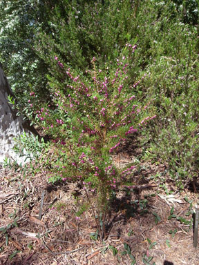 APII jpeg image of Boronia heterophylla  © contact APII