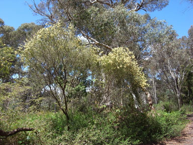 APII jpeg image of Melaleuca leiocarpa  © contact APII