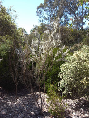 APII jpeg image of Leptospermum myrsinoides  © contact APII