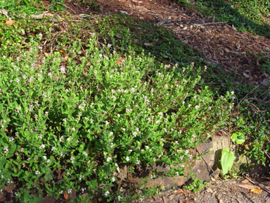 APII jpeg image of Pimelea spicata  © contact APII