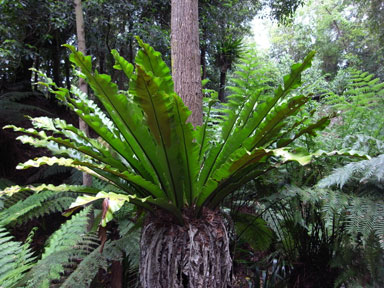 APII jpeg image of Asplenium australasicum  © contact APII