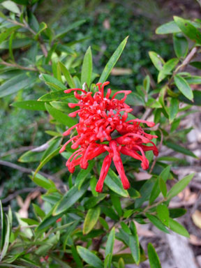 APII jpeg image of Grevillea 'LadyO'  © contact APII