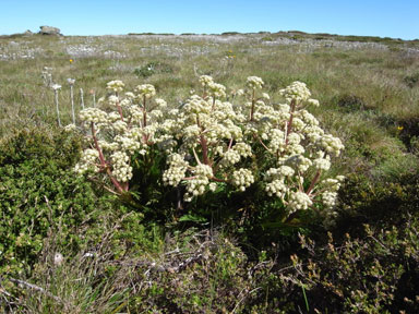 APII jpeg image of Aciphylla glacialis  © contact APII